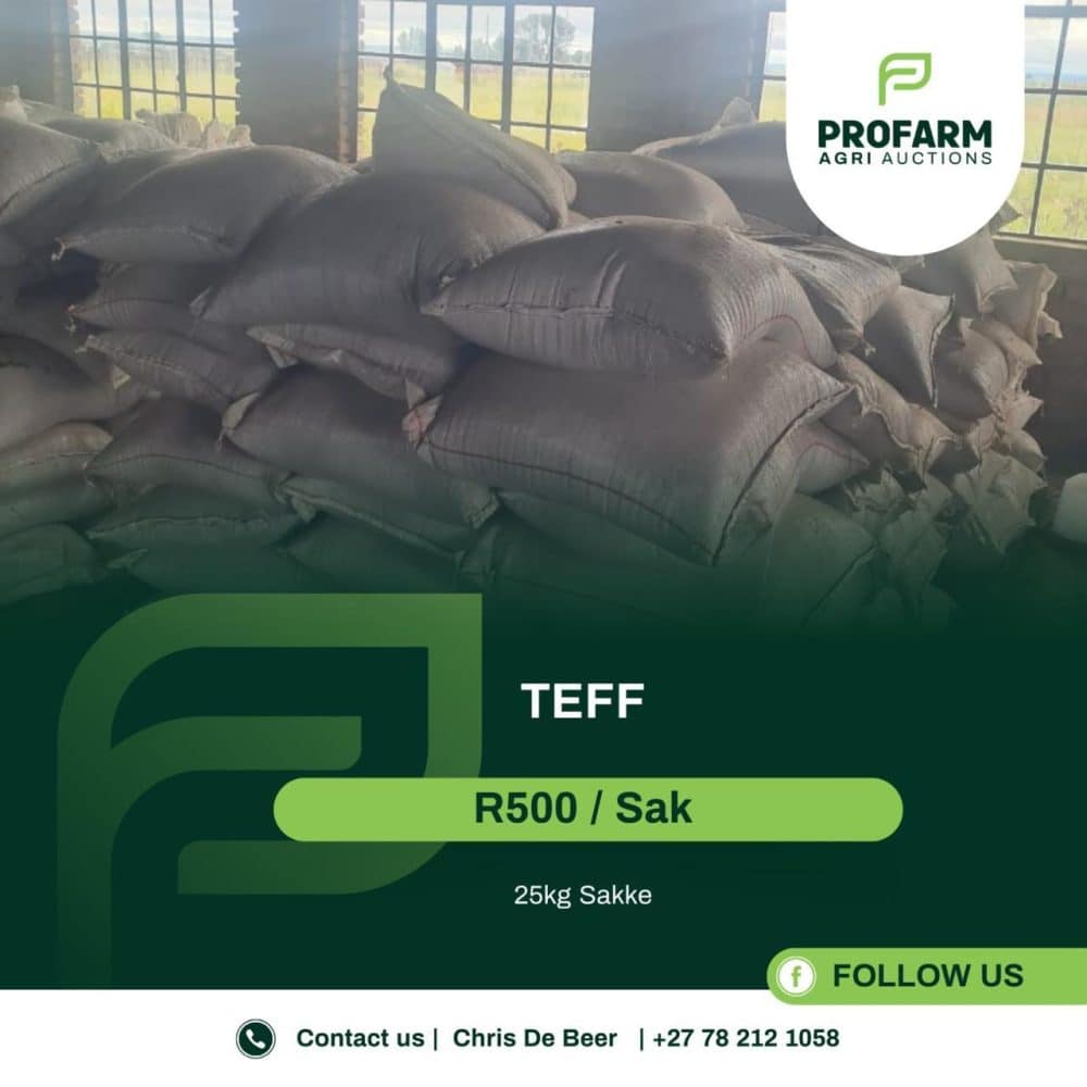 Teff